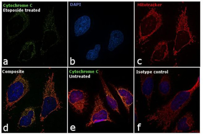 Cytochrome C Antibody in Immunocytochemistry (ICC/IF)