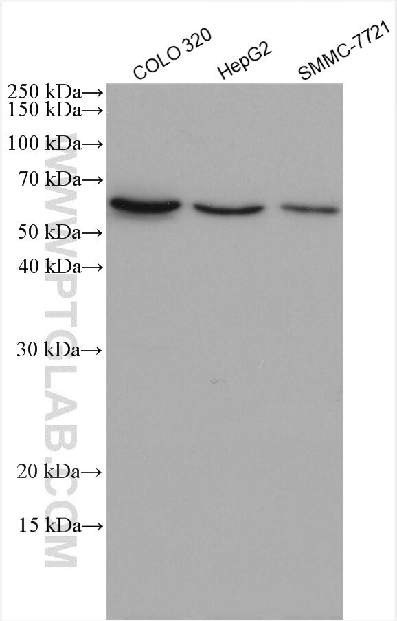 WSB1 Antibody in Western Blot (WB)