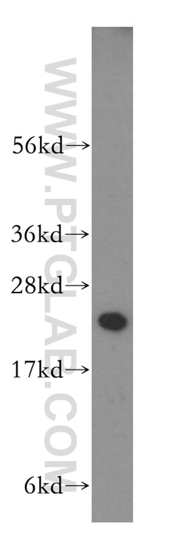 RAB1A Antibody in Western Blot (WB)