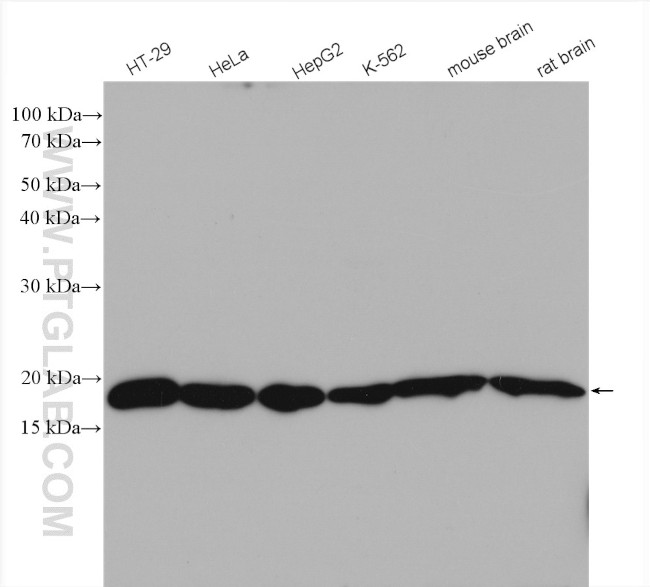 ARF4 Antibody in Western Blot (WB)