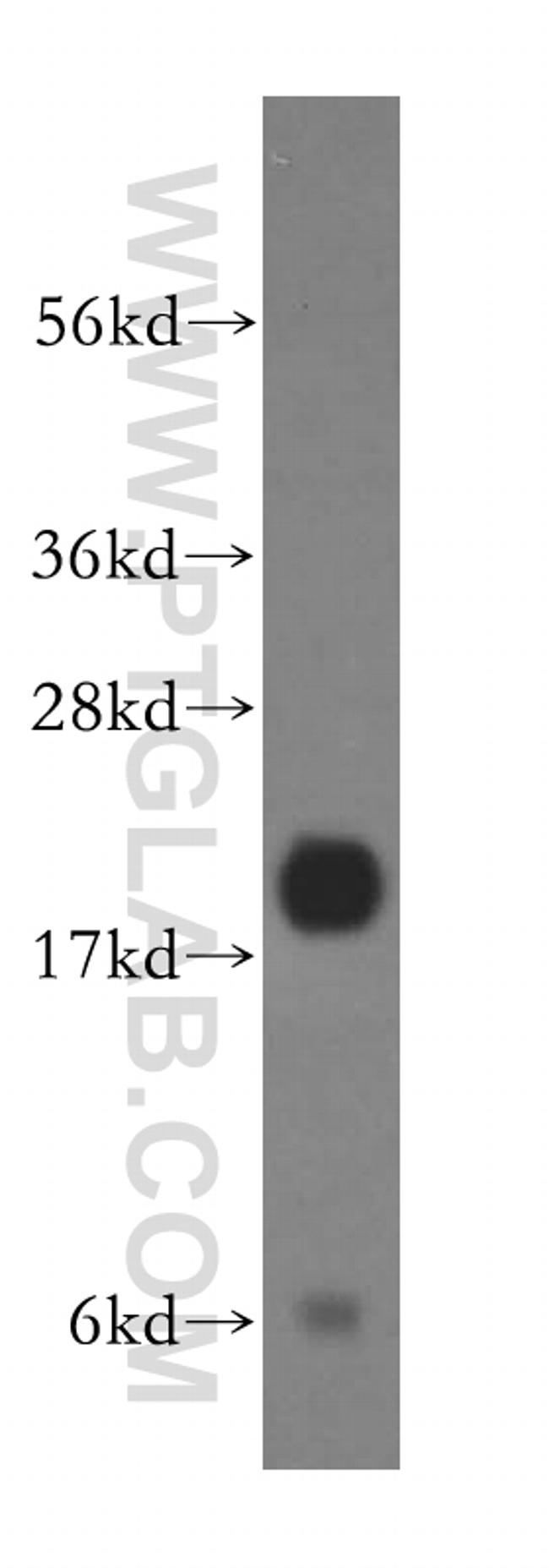 ARF4 Antibody in Western Blot (WB)