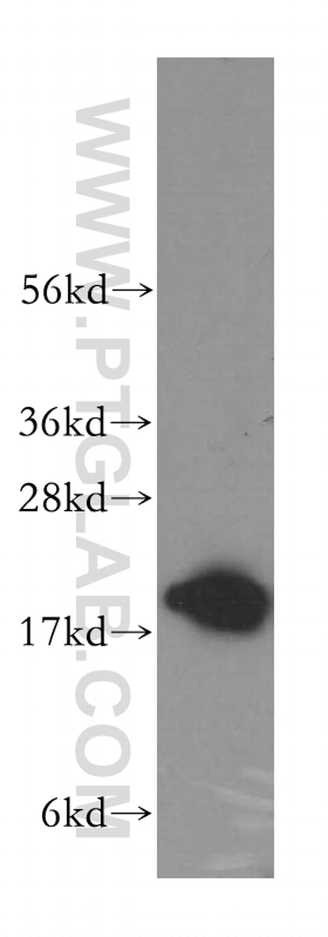 ARF4 Antibody in Western Blot (WB)