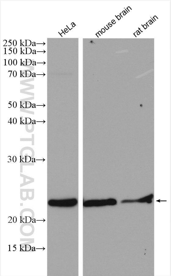 PSMB6 Antibody in Western Blot (WB)