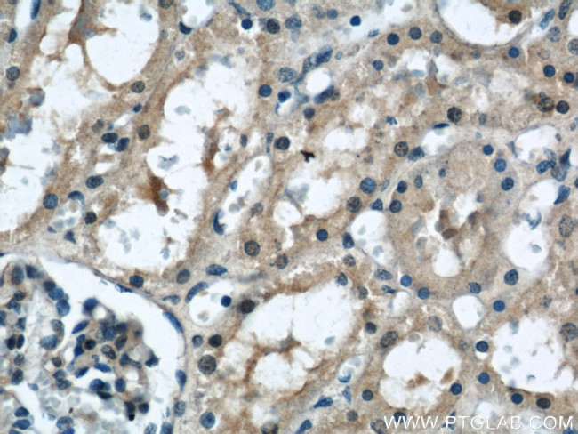 TAX1BP3 Antibody in Immunohistochemistry (Paraffin) (IHC (P))