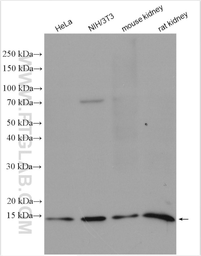 TAX1BP3 Antibody in Western Blot (WB)