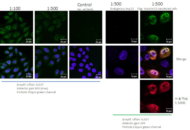 IPO13 Antibody in Immunocytochemistry (ICC/IF)