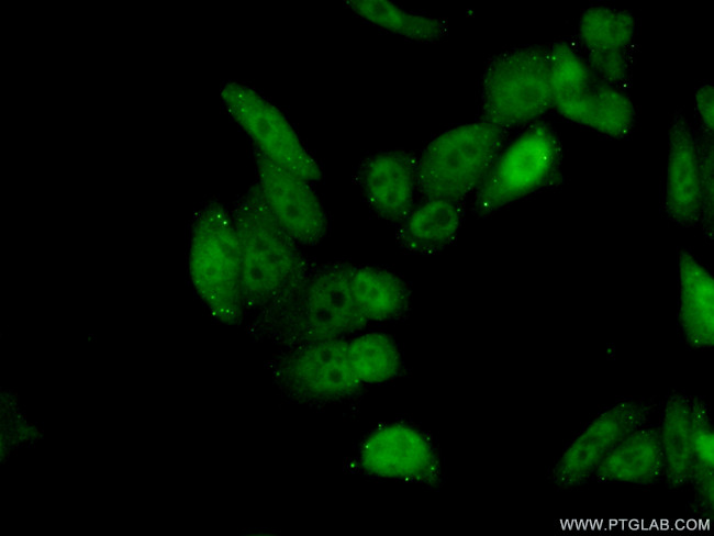 MLH1 Antibody in Immunocytochemistry (ICC/IF)