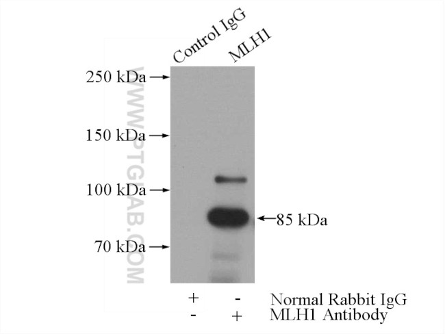 MLH1 Antibody in Immunoprecipitation (IP)