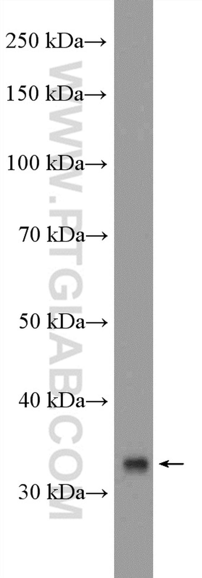 TSFM Antibody in Western Blot (WB)