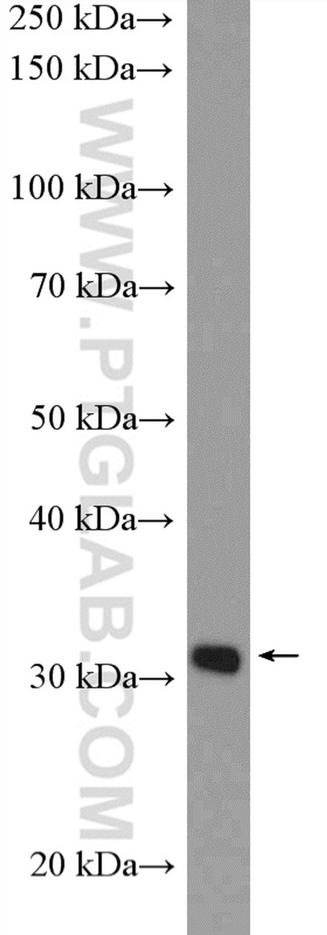 TSFM Antibody in Western Blot (WB)