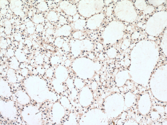 BRE Antibody in Immunohistochemistry (Paraffin) (IHC (P))