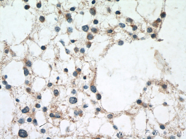 BRE Antibody in Immunohistochemistry (Paraffin) (IHC (P))