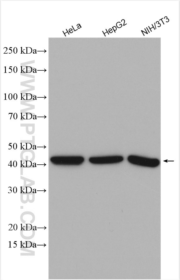 BRE Antibody in Western Blot (WB)