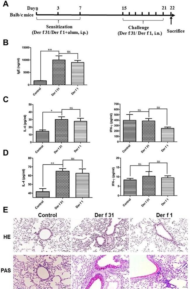 IL-4 Antibody in ELISA (ELISA)