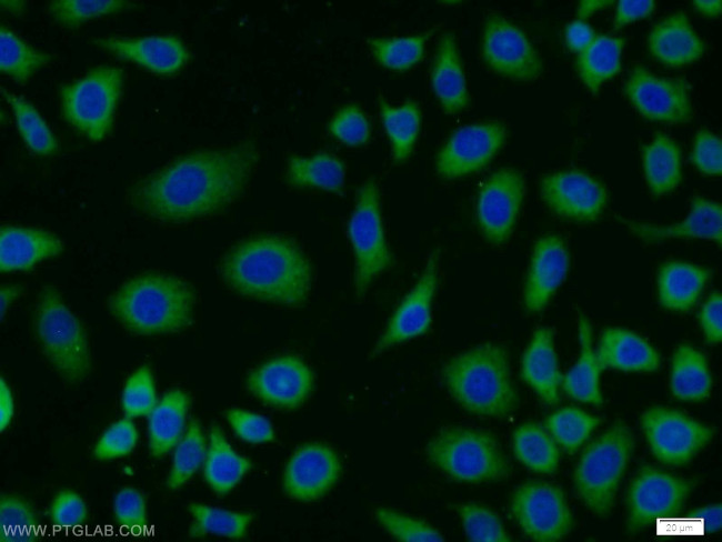 MRPL23 Antibody in Immunocytochemistry (ICC/IF)