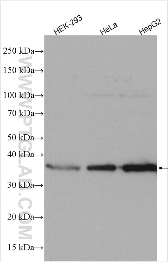 SMN Antibody in Western Blot (WB)