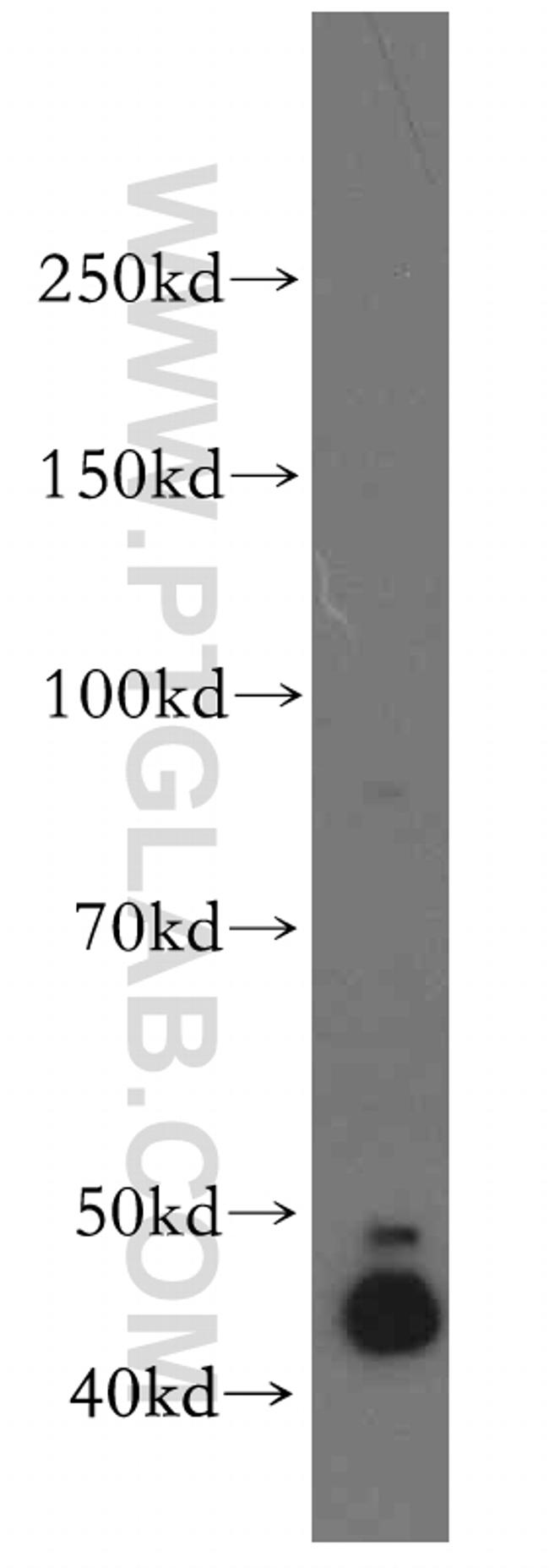 DNAJA1 Antibody in Western Blot (WB)