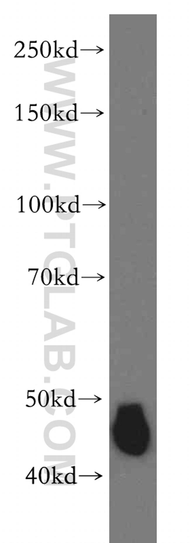 DNAJA1 Antibody in Western Blot (WB)