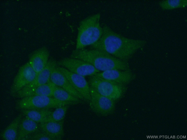 DNAJA1 Antibody in Immunocytochemistry (ICC/IF)