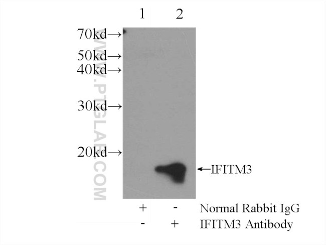 IFITM3 Antibody in Immunoprecipitation (IP)