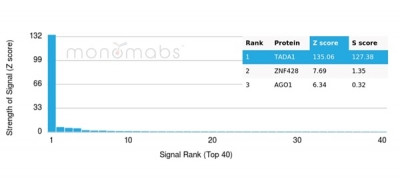 TADA1 (Transcriptional Adapter 1)/STAF42 Antibody in Peptide array (ARRAY)