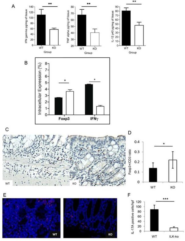 CD90.1 (Thy-1.1) Antibody in Immunohistochemistry (IHC)