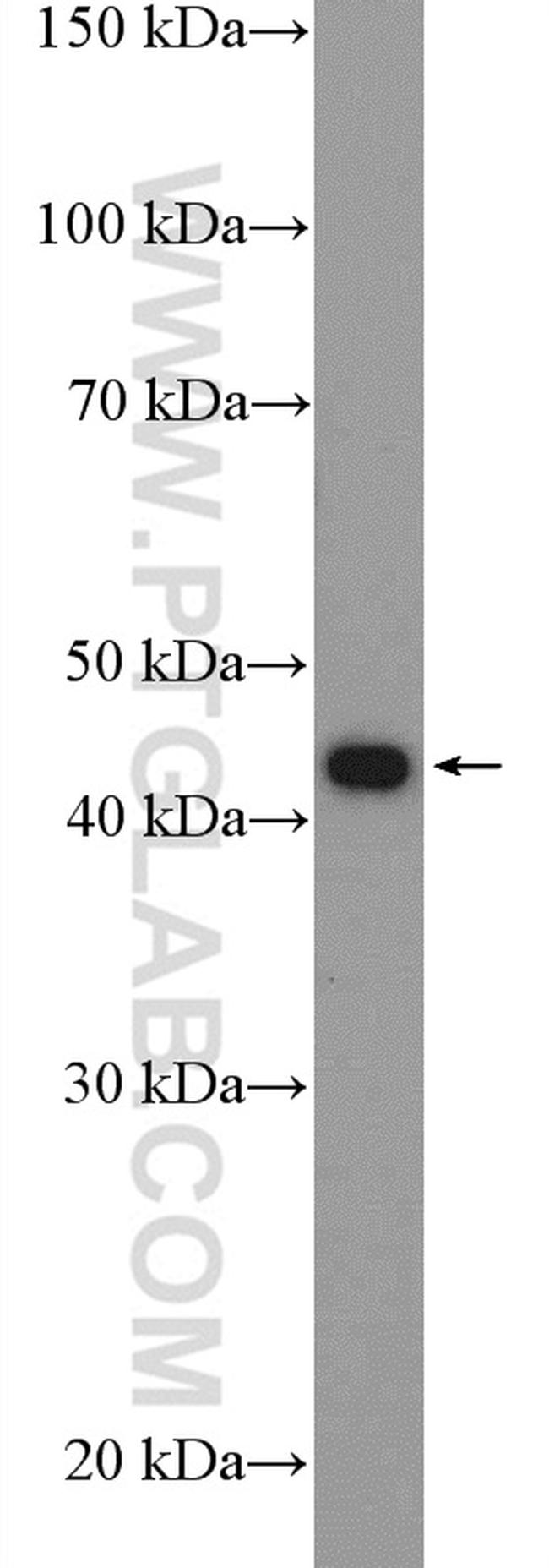 Maspin Antibody in Western Blot (WB)