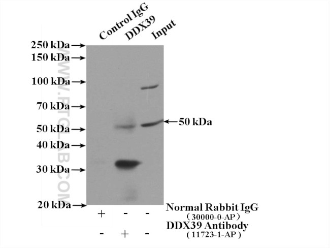 DDX39A Antibody in Immunoprecipitation (IP)