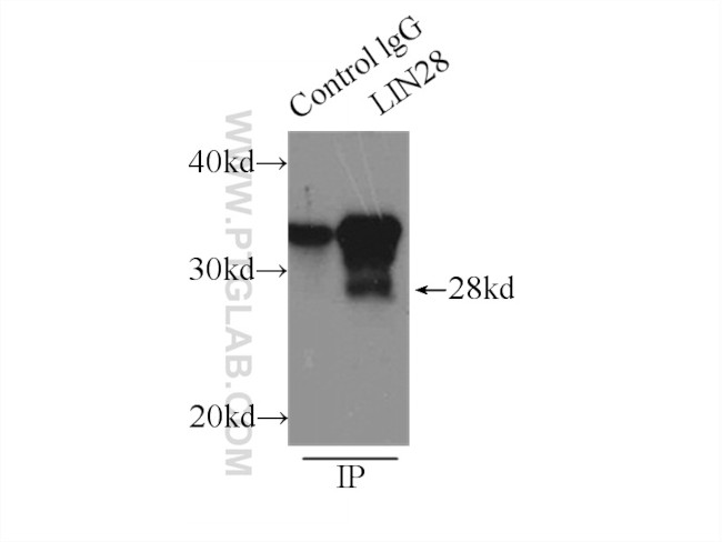 LIN28 Antibody in Immunoprecipitation (IP)