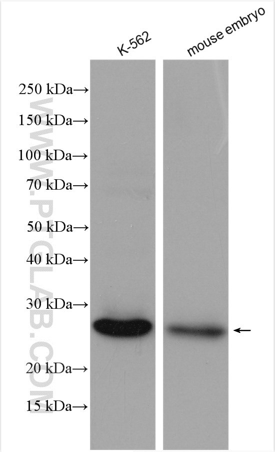 LIN28 Antibody in Western Blot (WB)