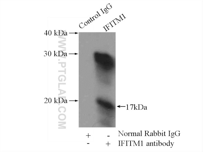 IFITM1 Antibody in Immunoprecipitation (IP)