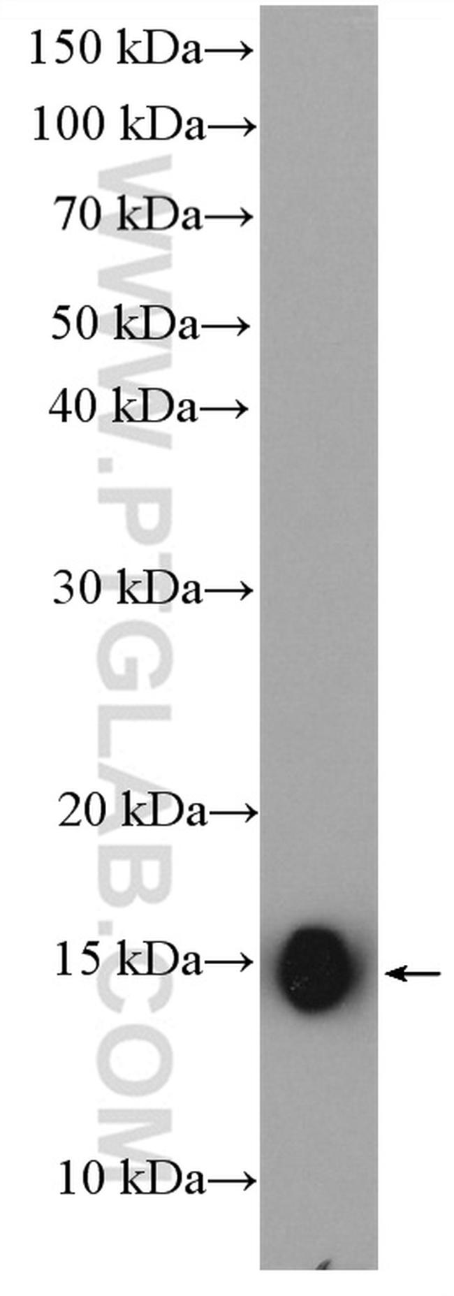 IFITM1 Antibody in Western Blot (WB)