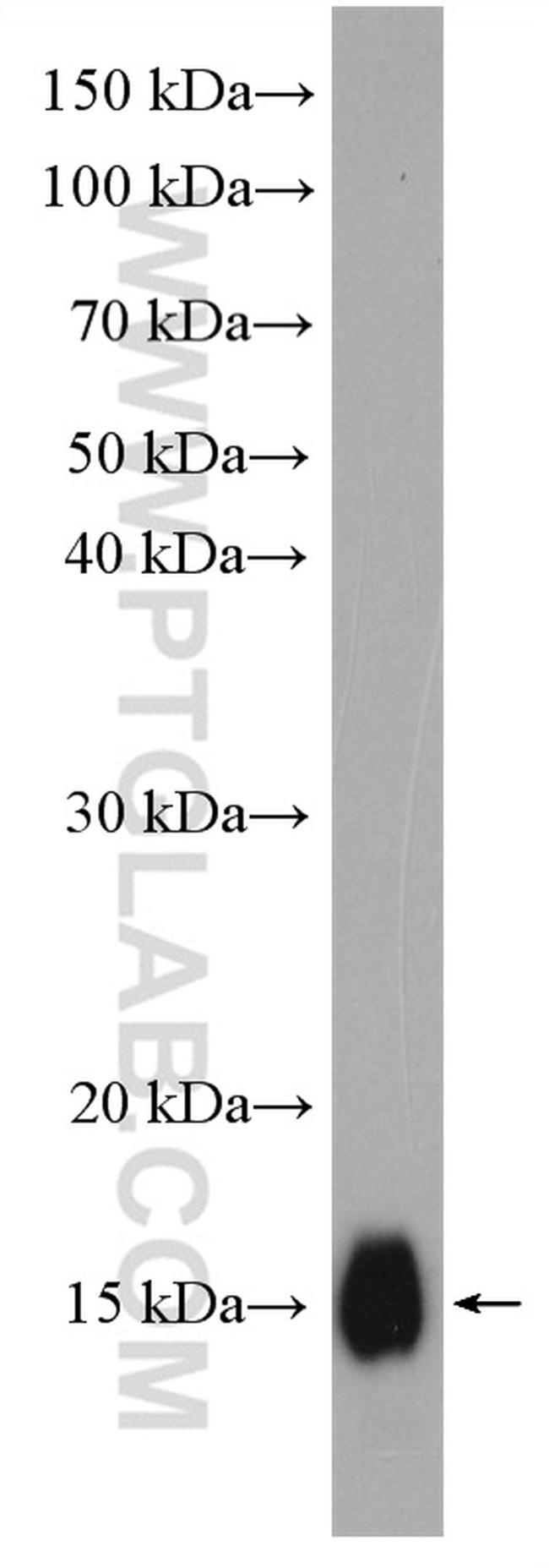 IFITM1 Antibody in Western Blot (WB)