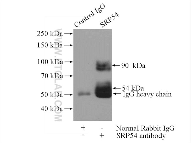 SRP54 Antibody in Immunoprecipitation (IP)