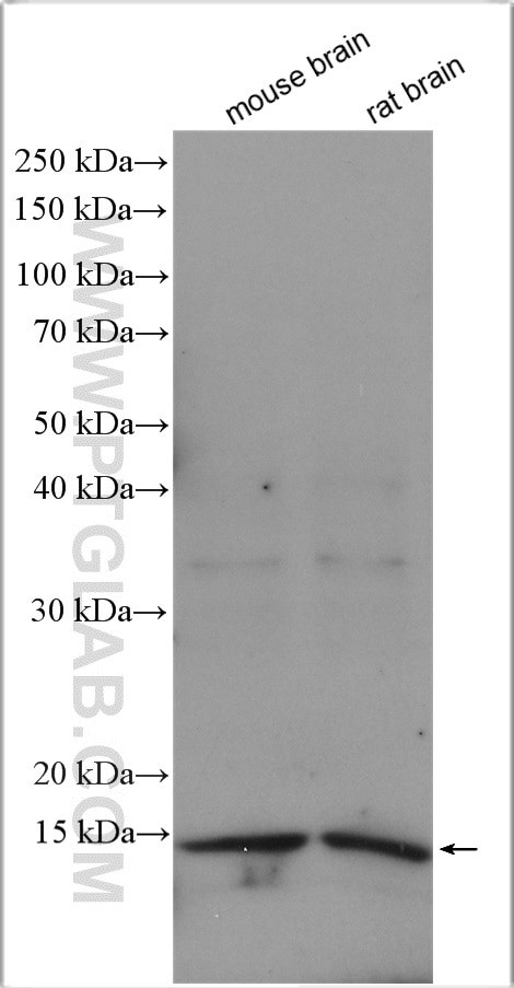 YPEL5 Antibody in Western Blot (WB)