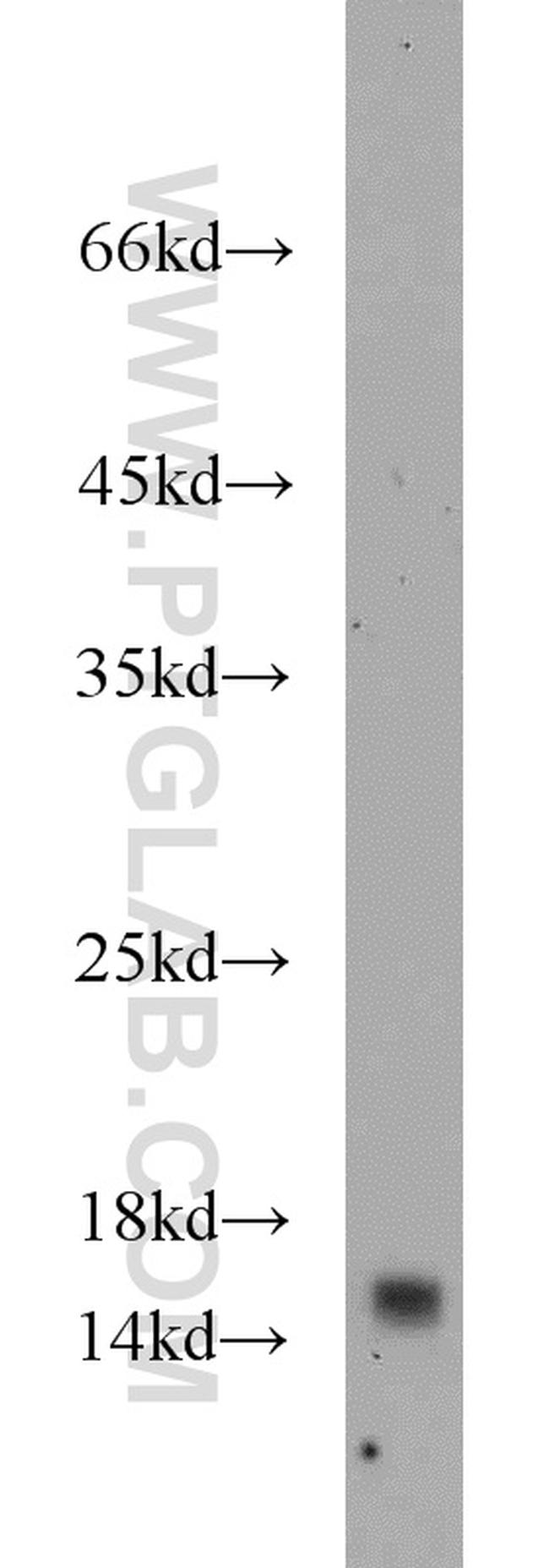 YPEL5 Antibody in Western Blot (WB)