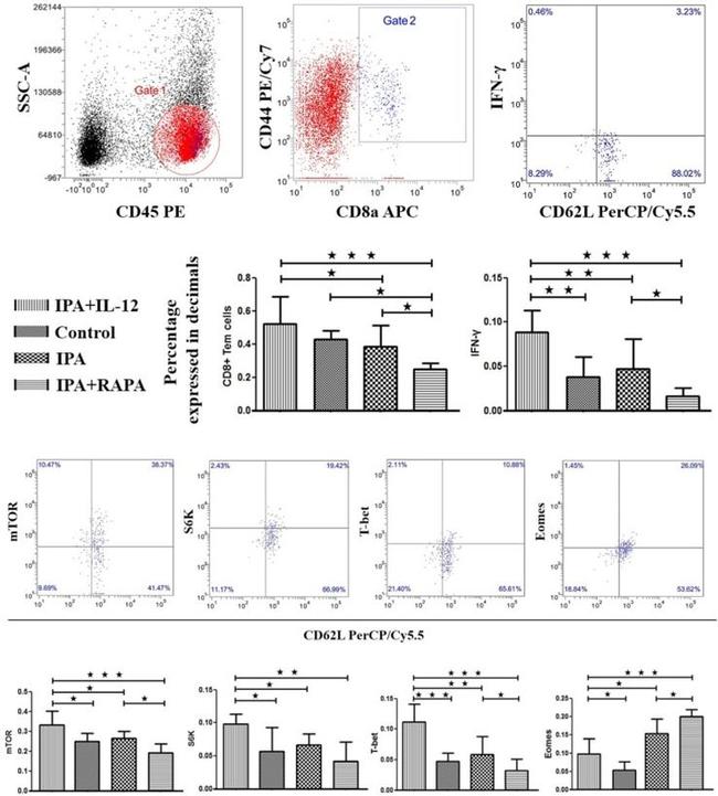 EOMES Antibody