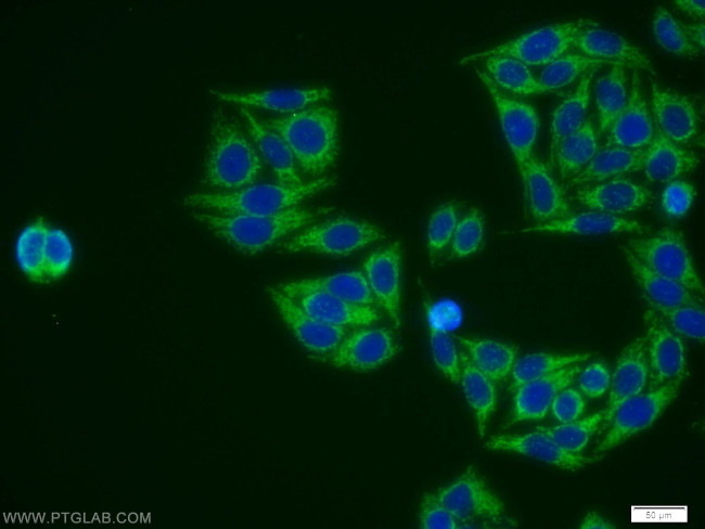 EID1 Antibody in Immunocytochemistry (ICC/IF)