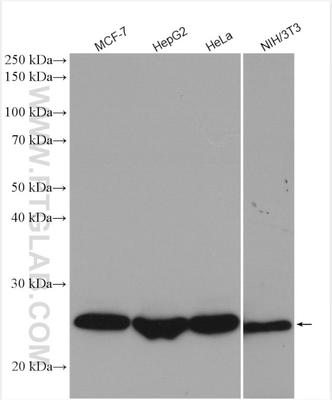 PSMB1 Antibody in Western Blot (WB)