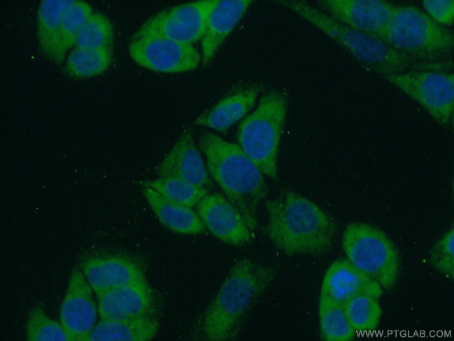 FKBP3 Antibody in Immunocytochemistry (ICC/IF)