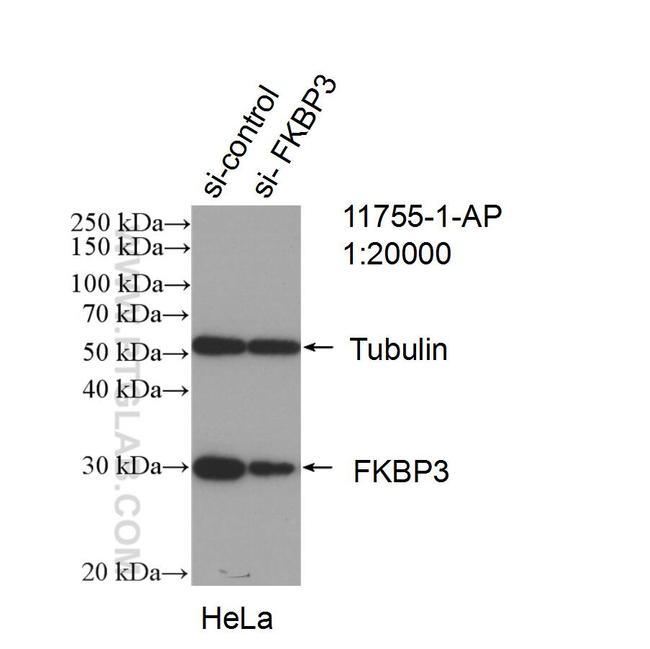 FKBP3 Antibody in Western Blot (WB)