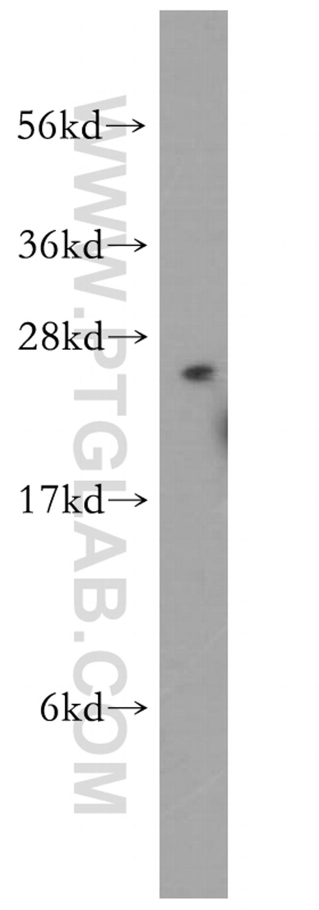 FKBP3 Antibody in Western Blot (WB)