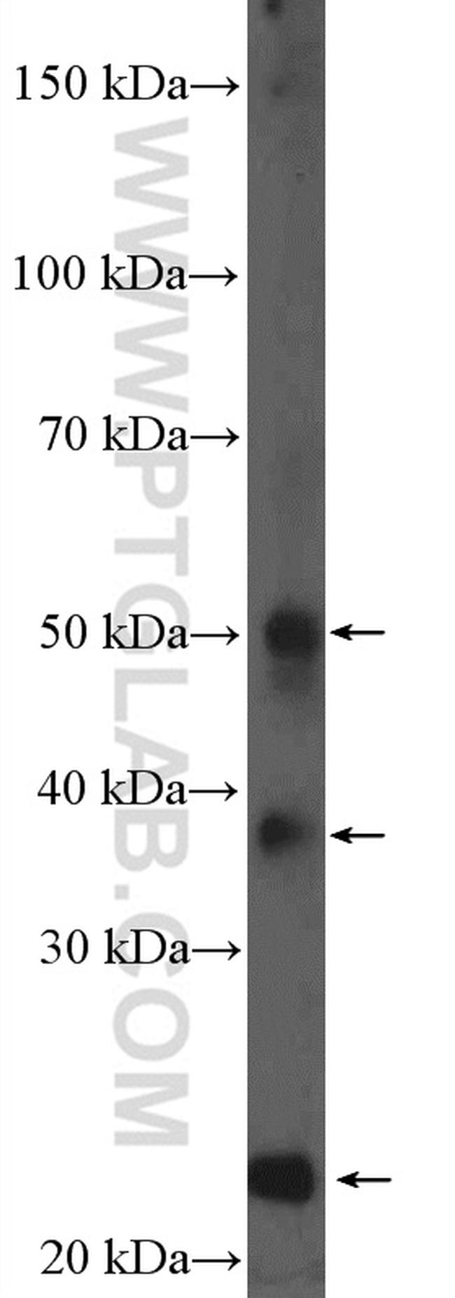 HFE2 Antibody in Western Blot (WB)