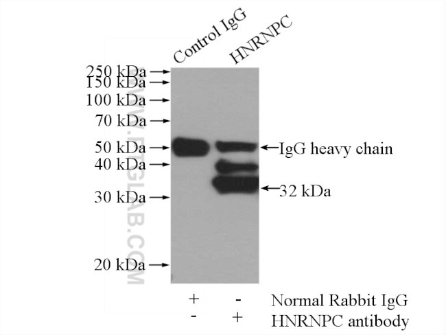 HNRNPC Antibody in Immunoprecipitation (IP)