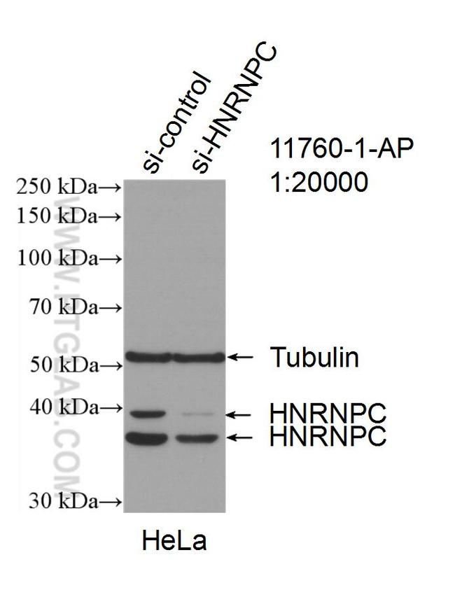 HNRNPC Antibody in Western Blot (WB)