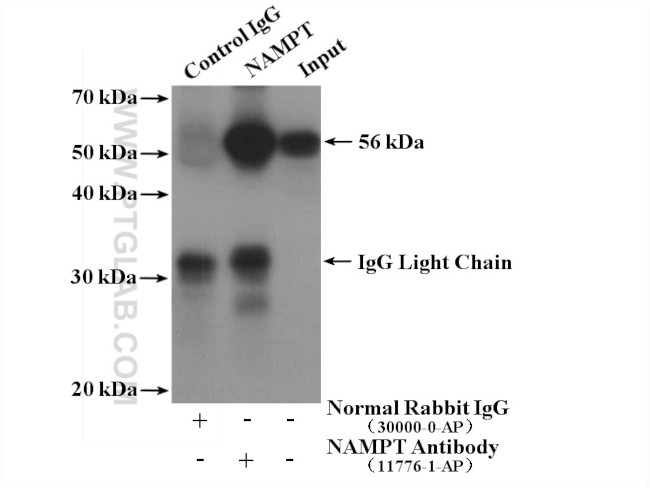 NAMPT/PBEF Antibody in Immunoprecipitation (IP)