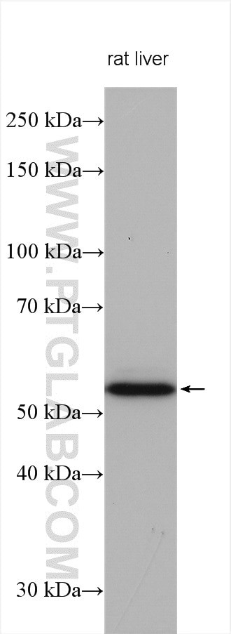 NAMPT/PBEF Antibody in Western Blot (WB)