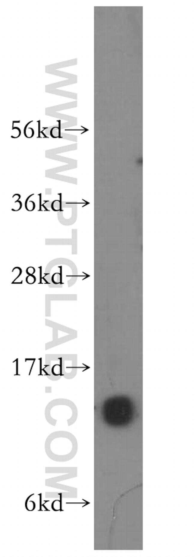 NA14 Antibody in Western Blot (WB)