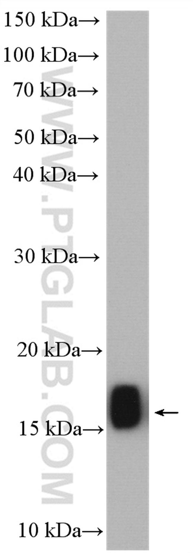 TOM20 Antibody in Western Blot (WB)