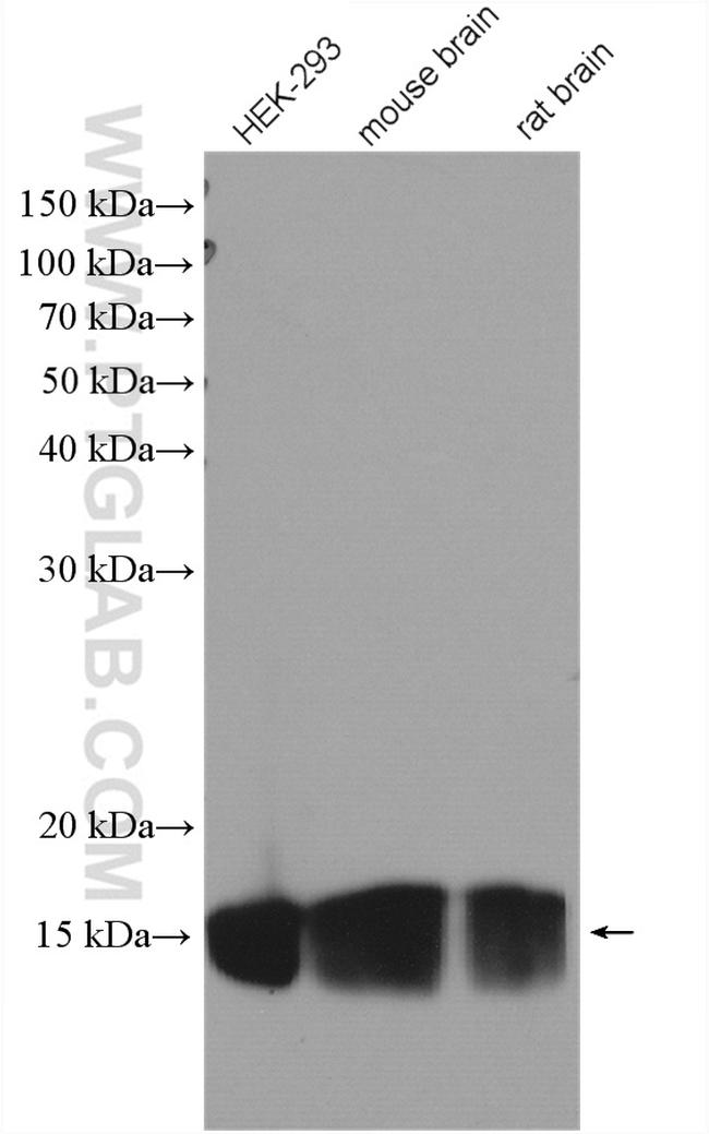 TOM20 Antibody in Western Blot (WB)